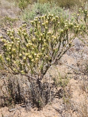 Leucadendron lanigerum laevigatum