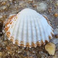 Tegillarca granosa