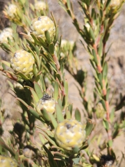 Leucadendron lanigerum laevigatum