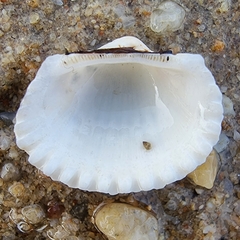 Tegillarca granosa