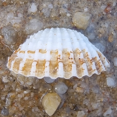 Tegillarca granosa