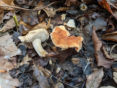 Hydnum rufescens