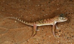 Stenodactylus doriae