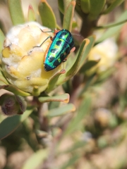 Calidea dregii