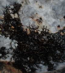 Pseudephebe pubescens