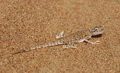 Phrynocephalus arabicus
