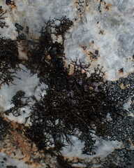 Pseudephebe pubescens