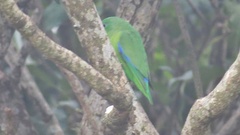 Forpus xanthopterygius