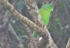 Forpus xanthopterygius