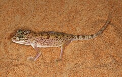 Stenodactylus doriae