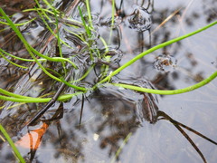 Triglochin scilloides