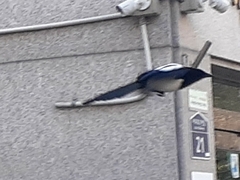 Pica serica