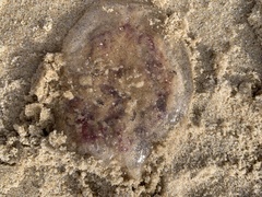 Pelagia noctiluca