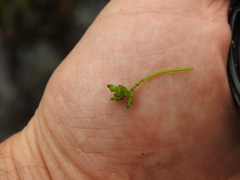 Triglochin scilloides