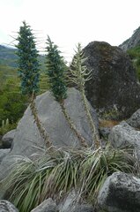 Puya alpestris