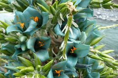 Puya alpestris