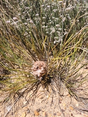 Protea scorzonerifolia
