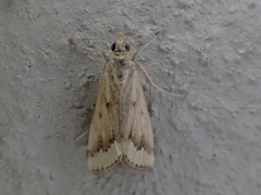 Achyra coelatalis