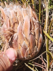 Protea scorzonerifolia
