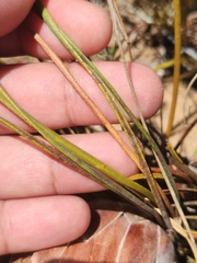 Protea scorzonerifolia