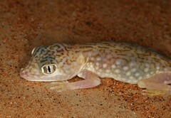 Stenodactylus doriae