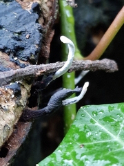 Xylaria hypoxylon