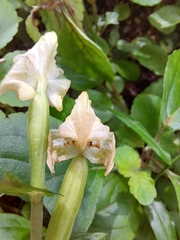 Disperis lindleyana