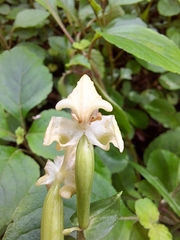 Disperis lindleyana