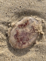Pelagia noctiluca