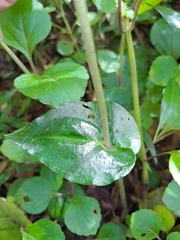 Disperis lindleyana