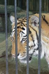 Panthera tigris altaica