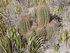 Ferocactus pilosus