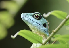 Bronchocela cristatella