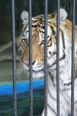 Panthera tigris altaica