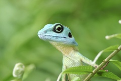 Bronchocela cristatella