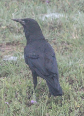 Corvus capensis