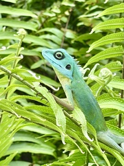 Bronchocela cristatella