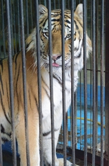 Panthera tigris altaica