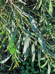Acacia retinodes