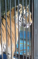 Panthera tigris altaica