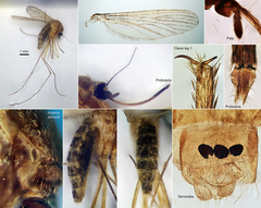 Culex pipiens