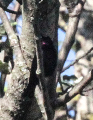 Chalcomitra amethystina