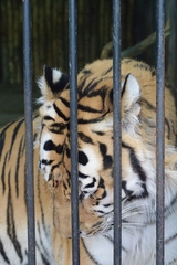 Panthera tigris altaica