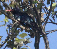 Phoeniculus purpureus