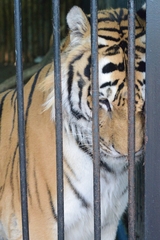 Panthera tigris altaica