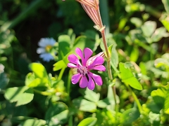 Silene colorata