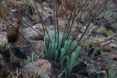 Phymaspermum athanasioides