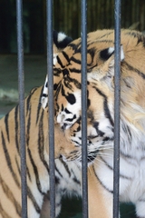 Panthera tigris altaica