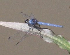 Trithemis dorsalis