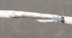 Pseudagrion salisburyense